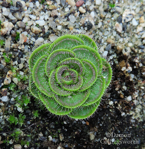 环状茅膏菜 Drosera zonaria ，茅膏菜科茅膏菜属。居然是茅膏菜不是捕虫堇......