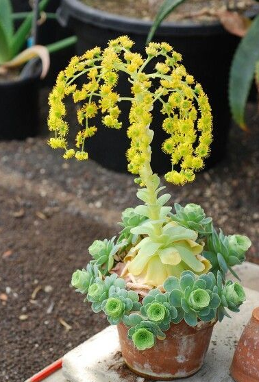 山地玫瑰（黄金山地玫瑰） Aeonium aureum(Greenovia aurea)，生命最后的绚烂，虽然还是没赢过见过的一株黑法师的“死了活该”式的大爆花芽......