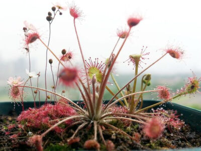 孔雀茅膏菜（孔雀毛毡苔）Drosera paradoxa ，茅膏菜科茅膏菜属。