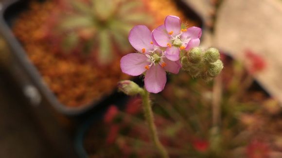 孔雀茅膏菜（孔雀毛毡苔）Drosera paradoxa ，茅膏菜科茅膏菜属。