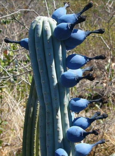 蓝棱柱 Cipocereus bradei ，仙人掌科角棱柱属（西波柱属），分布在巴西米纳斯吉拉斯州的一块很小地方，该属所有种都被列入国际红色濒危名录。果实可食用且甜美。