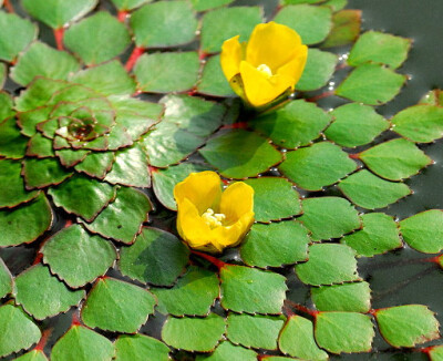 菱叶丁香蓼 Ludwigia sedoides ，无花期真的会觉得是菱......