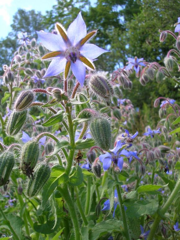 琉璃苣 Borago officinalis ，紫草科琉璃苣属。