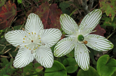 Parnassia grandifolia ，虎耳草科梅花草属。这个属奇葩特别多，但是好看的不多。这种网上叫帕那色斯草，直译的话是大花梅花草，北美洲特有的植物，花瓣上的纹路宛如进化树，花期在十月前后。