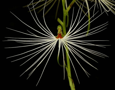 美杜莎玉凤花 Habenaria medusae ，兰科玉凤花属。在玉凤花属中也算是的奇葩。