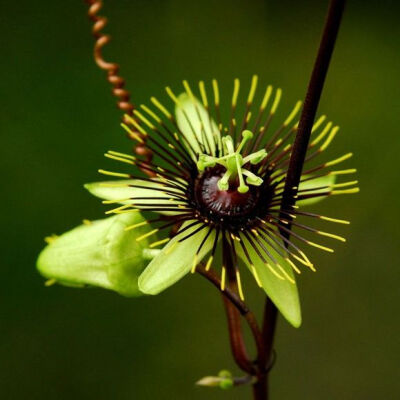 迷你西番莲 Passiflora 'Manta' = P. xiikzodz x P. coriacea ，西番莲科西番莲属。花相对于西番莲属的各种大花来说超级小......大小跟指尖差不多。