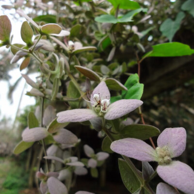 绒苞藤 Congea tomentosa ，马鞭草科绒苞藤属。一开始根本想不到是这个科【。