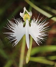 狭叶白蝶兰 Pecteilis radiata ，兰科白蝶兰属。别名鹭草，白蝶兰属而不是玉凤花属。