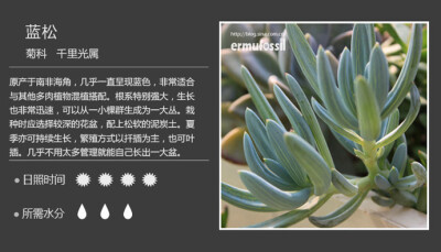 二木花花男的【150种常见多肉植物图鉴】。093 蓝松 Senecio serpens