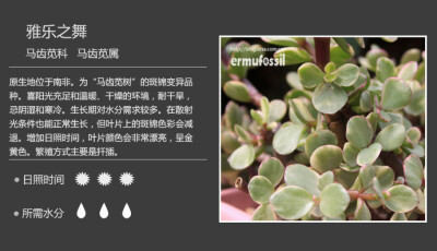 二木花花男的【150种常见多肉植物图鉴】。095 雅乐之舞 Portulacaria afra 'Foliis-variegatis'