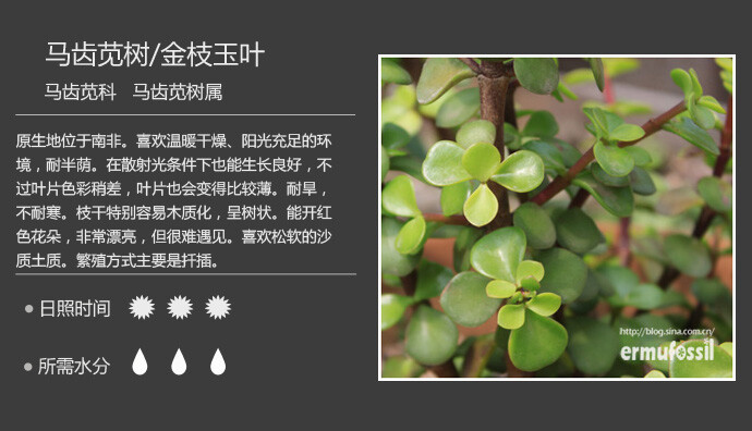 二木花花男的【150种常见多肉植物图鉴】。097 树马齿苋 Portulacaria afra