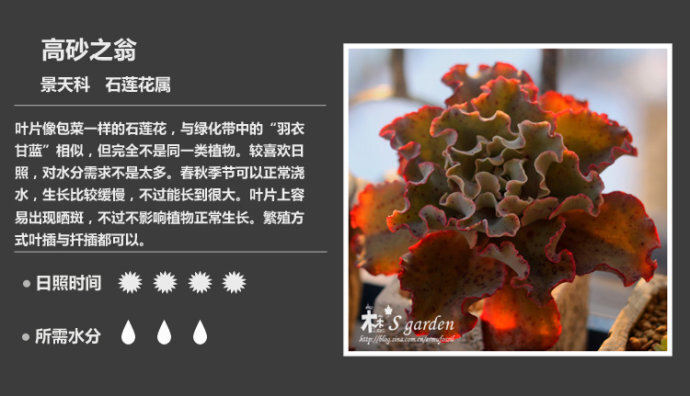 二木花花男的【150种常见多肉植物图鉴】。102 高砂之翁 Echeveria 'Takasagono-okina'