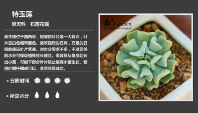 二木花花男的【150种常见多肉植物图鉴】。107 特玉莲 Echeveria runyonii 'Topsy Turvy'