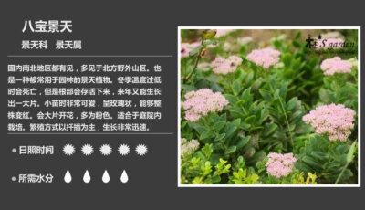 二木花花男的【150种常见多肉植物图鉴】。110 八宝景天 Sedum spectabile