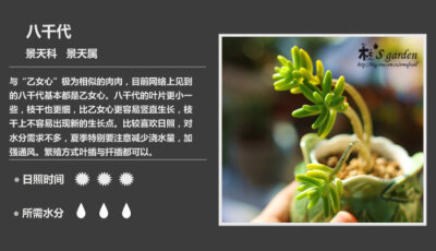 二木花花男的【150种常见多肉植物图鉴】。111 八千代 Sedum corynephyllum