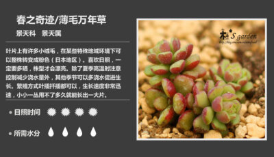 二木花花男的【150种常见多肉植物图鉴】。112 春之奇迹 Sedum versadense