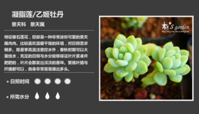 二木花花男的【150种常见多肉植物图鉴】。113 凝脂莲 Sedum clavatum