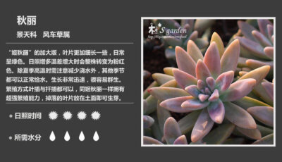 二木花花男的【150种常见多肉植物图鉴】。117 秋丽 Graptopetalum bartramii