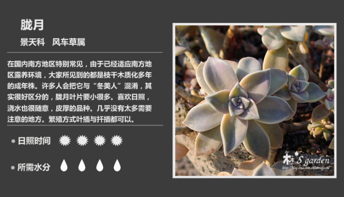 二木花花男的【150种常见多肉植物图鉴】。119 胧月 Graptopetalum paraguayense