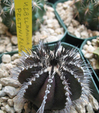 栉刺尤伯球 Uebelmannia pectinifera ，仙人掌科尤伯球属。种内差异不小，这个球的配色挺好的。