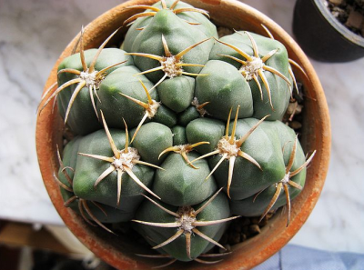 海王球 Gymnocalycium denudarum var. paraguayensis ，仙人掌科裸萼球属。由蛇龙丸 G. denudarum 栽培而来的园艺变种，但在中国甚至日本很多人都不知道海王球的原身是什么。另一种常见的园艺栽培变种是天王球 G. de…