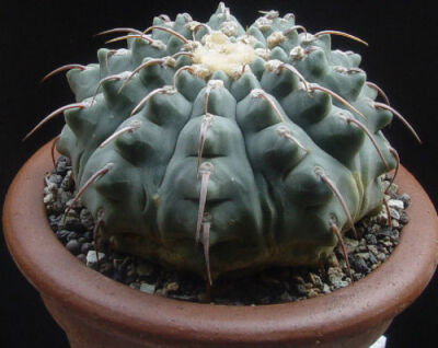 春秋之壶 Gymnocalycium vatteri ，仙人掌科裸萼球属。裸萼球属的球各式各样什么都有，大刺的小刺的多刺的少刺的有刺的没刺的柱状的球状的blablabla，但是株体相对来说华丽度比较小。