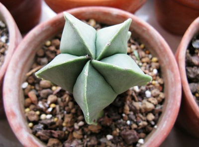 （五角）碧琉璃鸾凤玉 Astrophytum myriostigma var. nudum ，仙人掌科星球属。（五角）鸾凤玉 A. myriostigma 的无星变种。