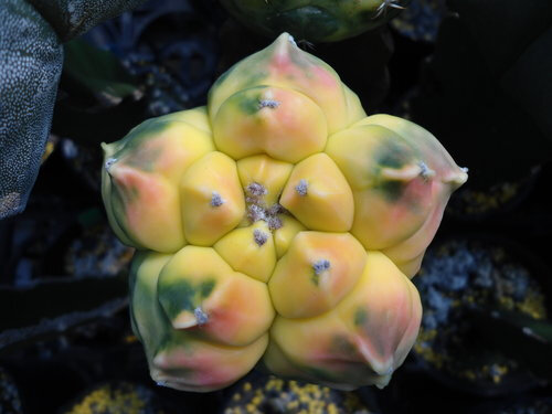 （五角）龟甲鸾凤玉锦 Astrophytum sp. ，仙人掌科星球属。