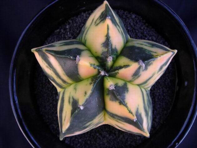 （五角）（碧琉璃）鸾凤玉（极上斑）锦 Astrophytum myriostigma 'Varegata' 。