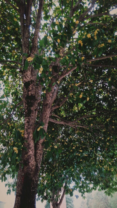 十月桂花独自香