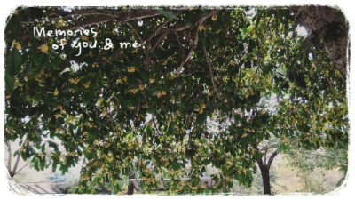 十月桂花独自香