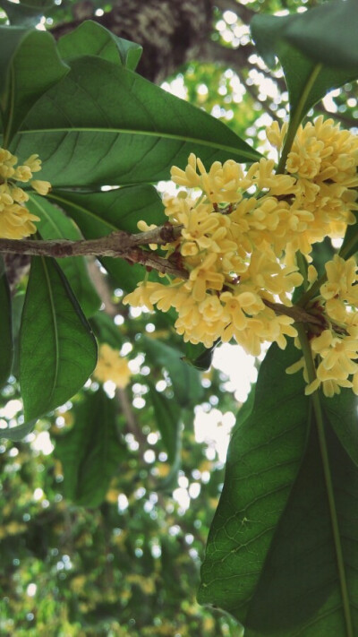 十月桂花独自香