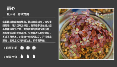 二木花花男的【150种常见多肉植物图鉴】。121 雨心 Crassula volkensii