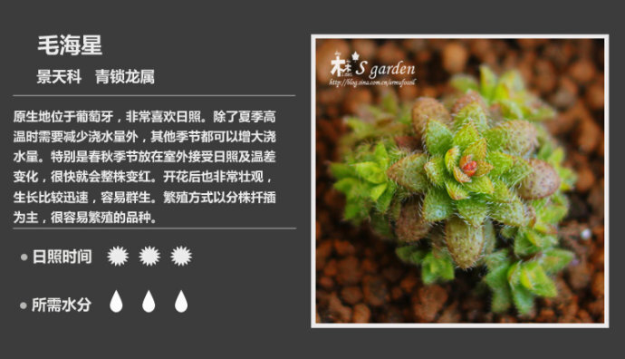 二木花花男的【150种常见多肉植物图鉴】。123 毛海星 Crassula sp.