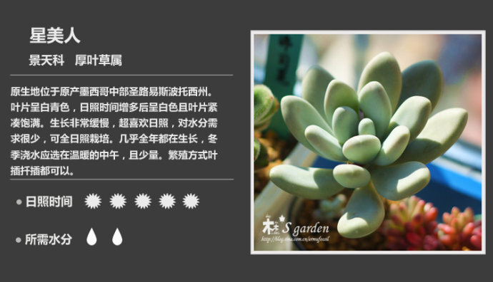 二木花花男的【150种常见多肉植物图鉴】。125 星美人 Pachyphytum oviferum