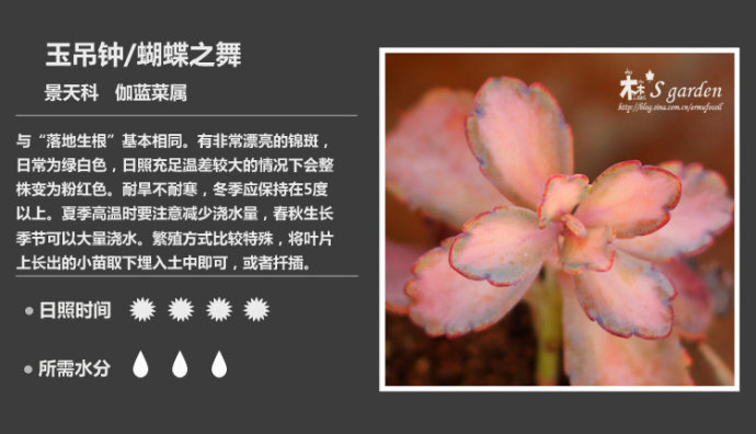 二木花花男的【150种常见多肉植物图鉴】。128 玉吊钟 Kalanchoe fedtschenkoi