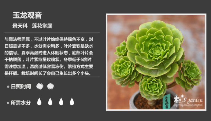 二木花花男的【150种常见多肉植物图鉴】。130 玉龙观音 Aeonium holochrysum