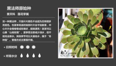 二木花花男的【150种常见多肉植物图鉴】。131 黑法师原始种 Aeonium arboreum