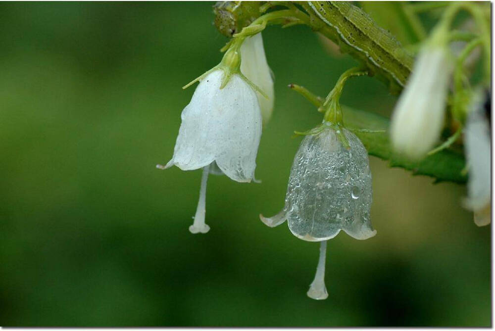 日本存在淋雨后花朵会变透明化的真实植物，主要分布于本州岛北部至北海道的深山地区，数量稀少，特别好的运气才能看到透明的那瞬间。