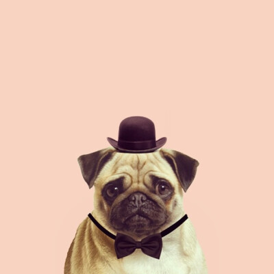 Pug