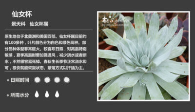 二木花花男的【150种常见多肉植物图鉴】。132 仙女杯（布瑞东尼） Dudleya brittonii