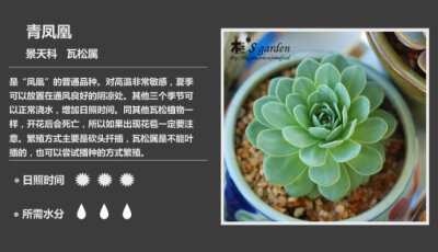 二木花花男的【150种常见多肉植物图鉴】。133 青凤凰 Orostachys iwarenge