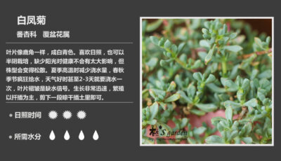 二木花花男的【150种常见多肉植物图鉴】。143 白凤菊 Oscularia pedunculata