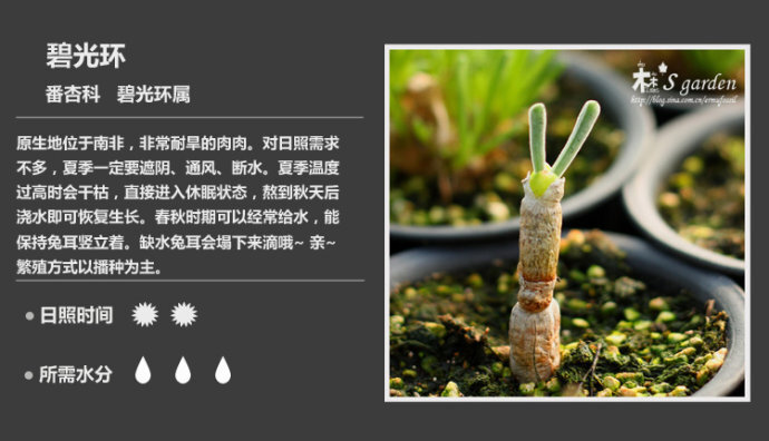 二木花花男的【150种常见多肉植物图鉴】。145 碧光环 Monilaria obconica