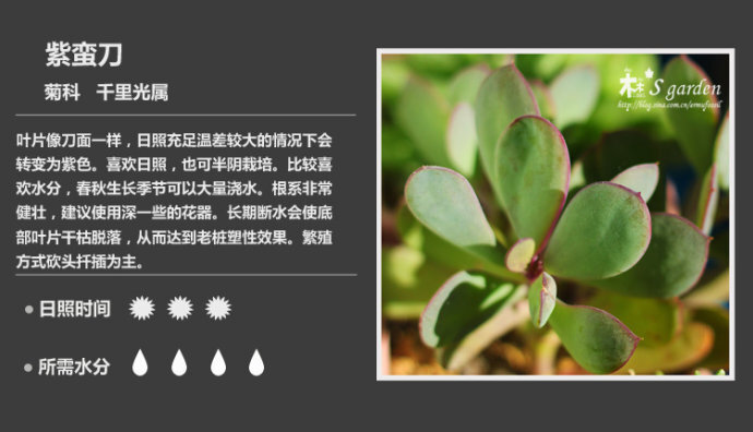 二木花花男的【150种常见多肉植物图鉴】。148 紫蛮刀（ 紫章） Senecio crassissimus