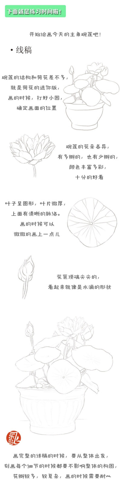 飞乐鸟的周末绘时光—碗莲 清新美丽的莲花，不仅是池塘中的美景，也可以成为你家中的美丽一角哦~