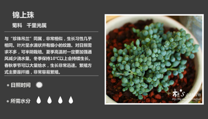 二木花花男的【150种常见多肉植物图鉴】。149 锦上珠 Senecio citriformis