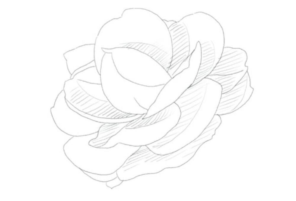 STEP1:茶花的花瓣层次比较丰富，从花朵中心入手会比较简单，把一层层的花瓣按照由内向外的进行排序，一层层地描绘出来就可以了。