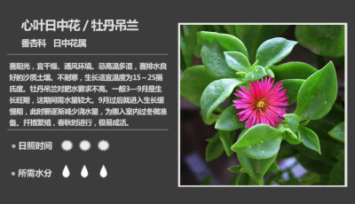 153 心叶日中花（露花） Aptenia cordifolia