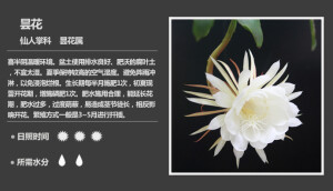 156 昙花 Epiphyllum oxypetalum